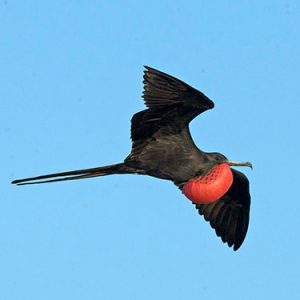 Magnificent Frigatebird everglades national park
