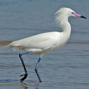 reddish-egret everglades national park