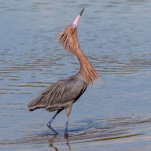 reddish-egret everglades national park