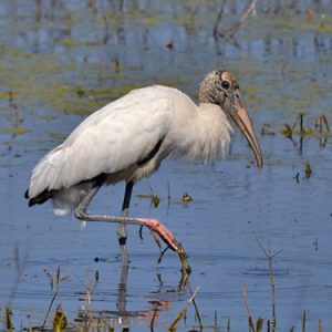 Wood-stork everglades national park