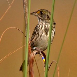 Cape Sable Seaside Sparrow everglades national park