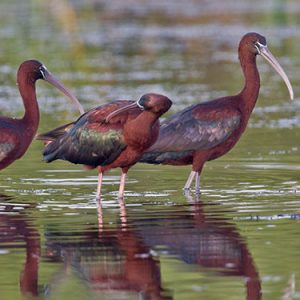 glossy-ibis everglades national park