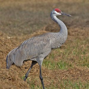 sandhill crane everglades national park