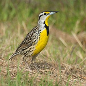 eastern meadowlark