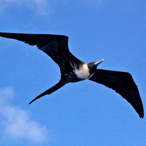 magnificent frigatebird everglades national park