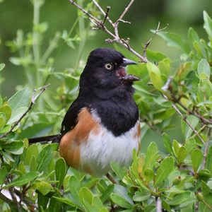 Eastern-Towhee everglades national park