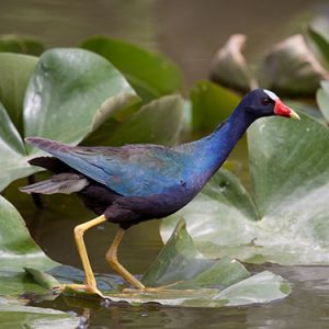 purple-gallinule everglades national park