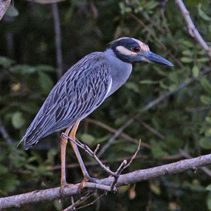 Yellow-crowned Night-Heron everglades national park