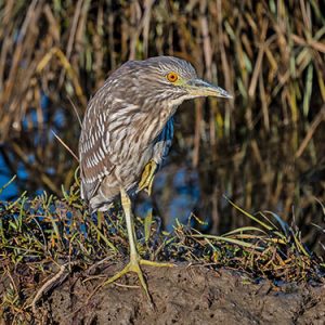 Black-crowned Night-Heron everglades national park