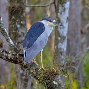 Black-crowned Nitht-Heron Everglades national park