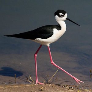 Black-necked Stilt everglades national park