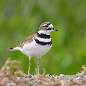 Killdeer everglades national park