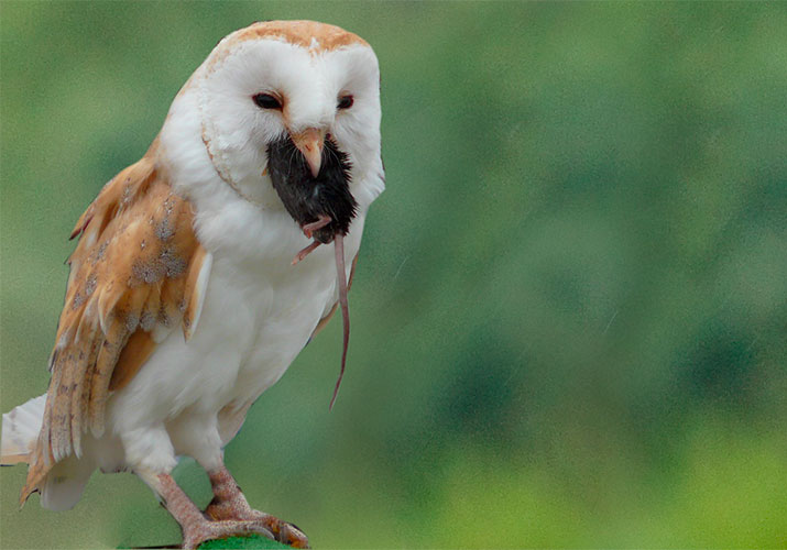 barn owl eat mice and rats