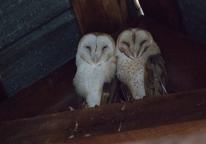 barn owls mate for life