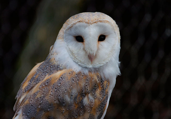 why barn owl are considered bad omen