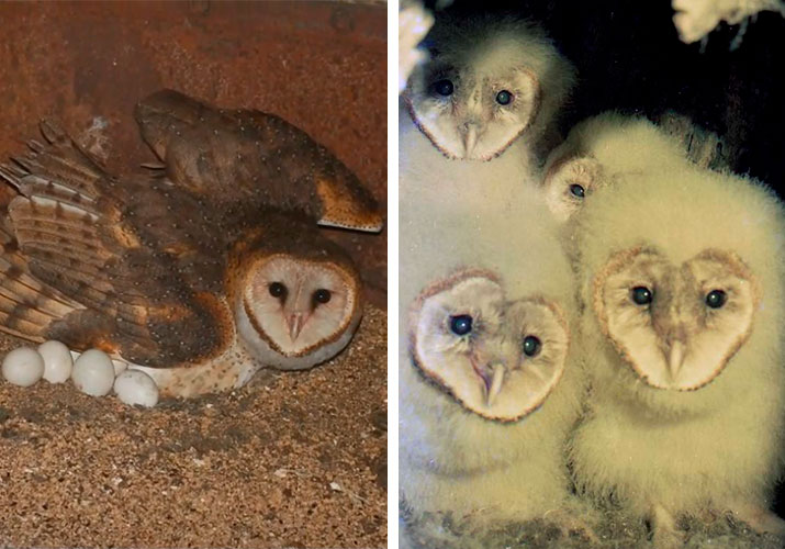 barn owl eggs and chicks