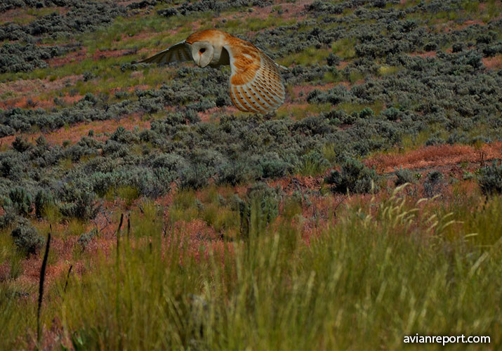 about barn owls