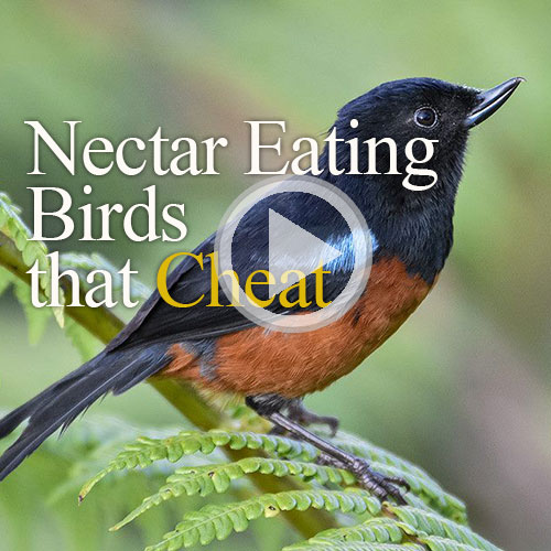 nectar eaters