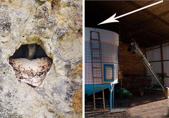 barn owl nest