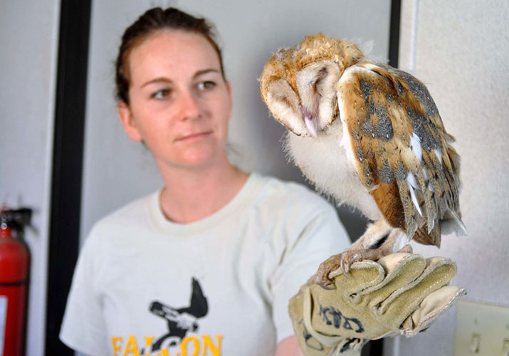 pet owl