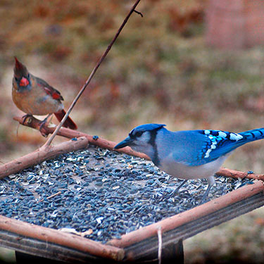 bird feeder
