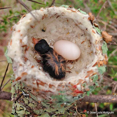 hummingbird nesting biology