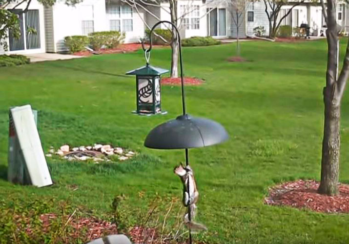 baffle for squirrel