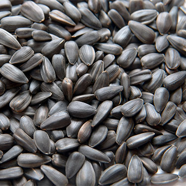 bird food black-oil-sunflower