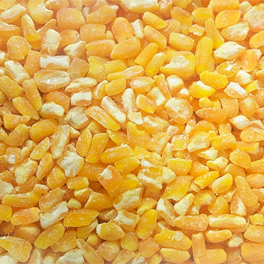 feeding birds cracked-corn