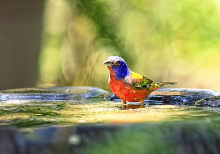 bird bath