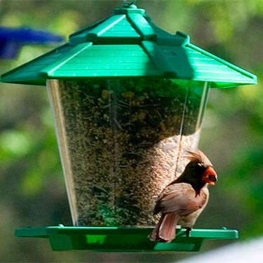 hopper bird feeder