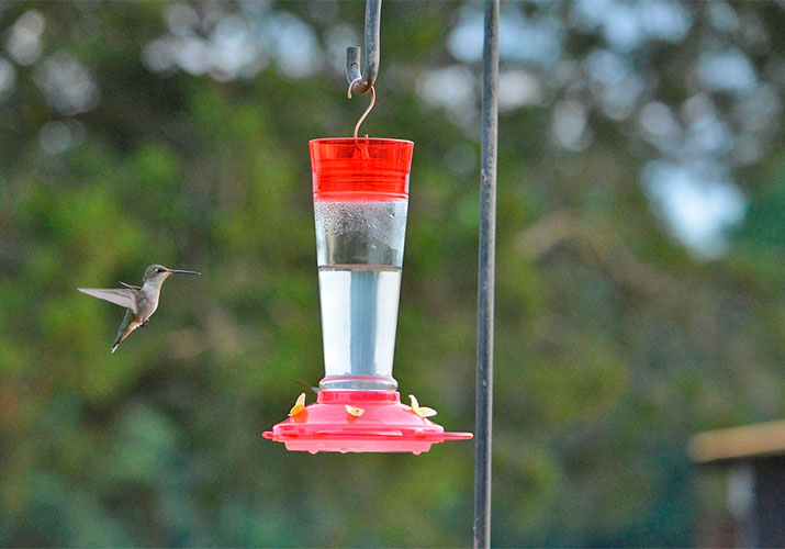 hummingbird-feeder-optimized