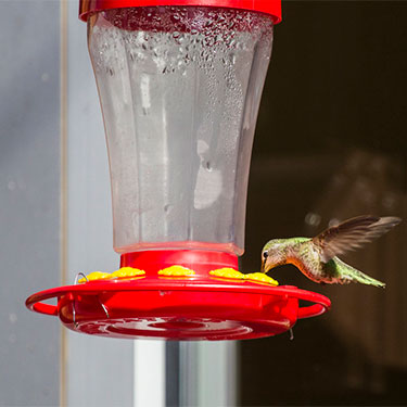 nectar for birds