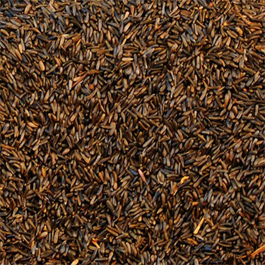 nyjer seed bird food