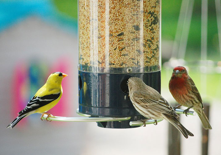 bird-feeding-tips