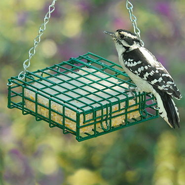 suet bird feeder