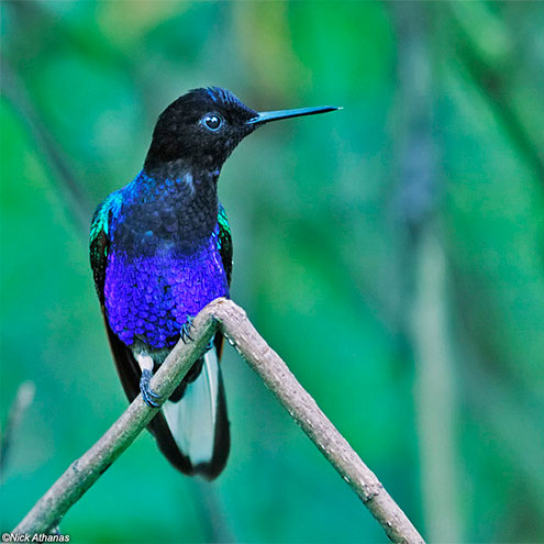 structural colors of hummingbirds