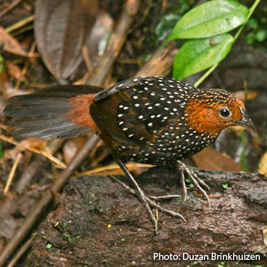 spotted bird plumage
