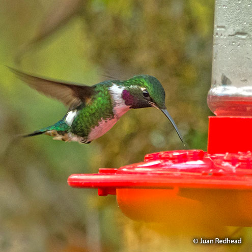 feeding of hummingbirds