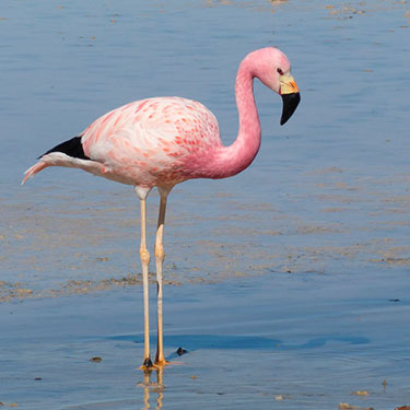 andean flamingo