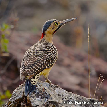 barred bird plumage