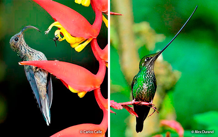 adaptation of hummingbirds