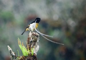bird-feathers