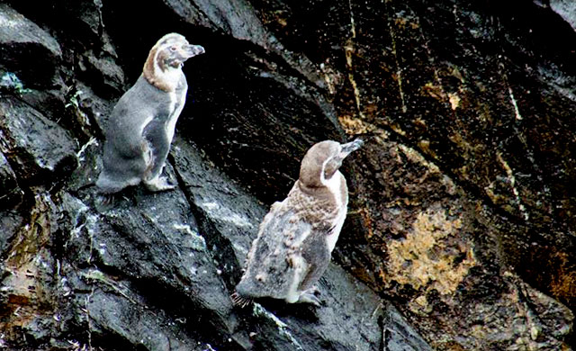 all-at-once molting Penguins
