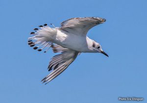 bird molting