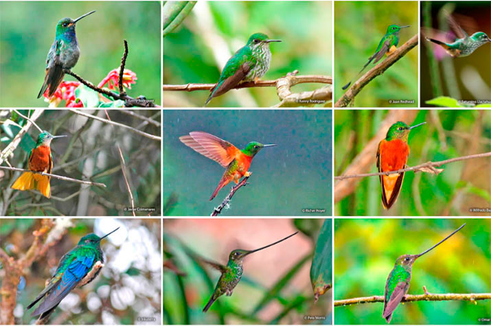 hummingbird diversity