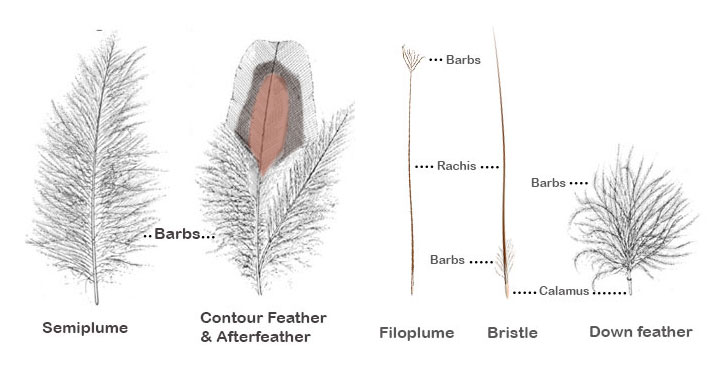types-feathers