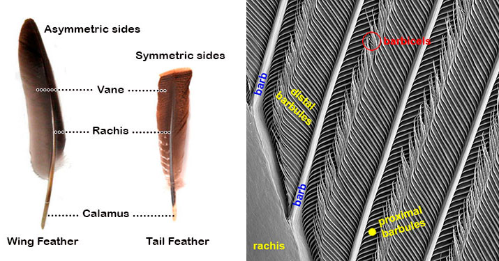 bird-feathers