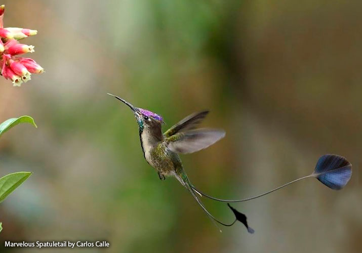 Hummingbird facts and information