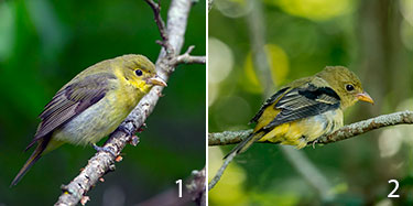 molting scarlet tanager juvenile